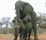 vidéo accouplement rhinocéros éléphant