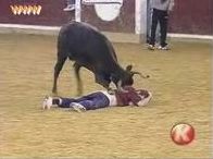 vidéo déculloté taureau dans une corrida déshabillé à poil nue sans pantalon vachette