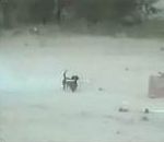 vidéo chien dangereux fusée feu artifice explosion armé jusqu aux dents