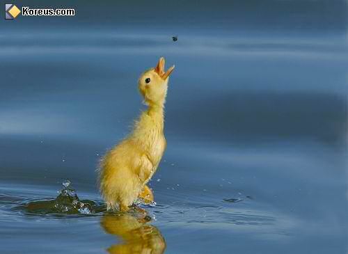 animal caneton attrape une mouche au vol