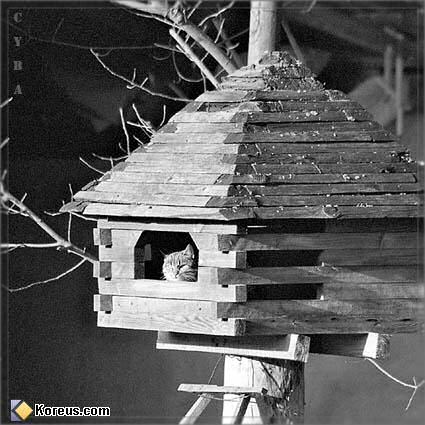 animal chat planque dans une maison oiseau