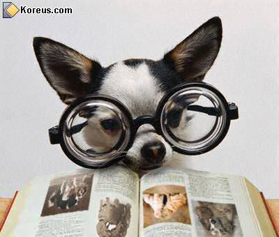 animal chien intelligent avec grosses lunettes lire livre