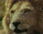vidéo publicité pub canal plus lion gazelle savane afrique