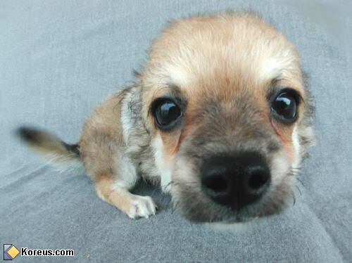 image chien acheter bebe chiot