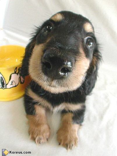 image chien acheter bebe chiot