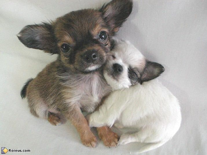 image chien acheter bebe chiot