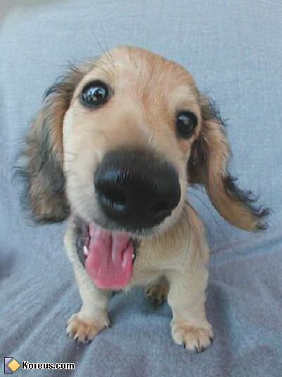 image chien acheter bebe chiot