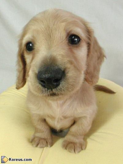 image chien acheter bebe chiot