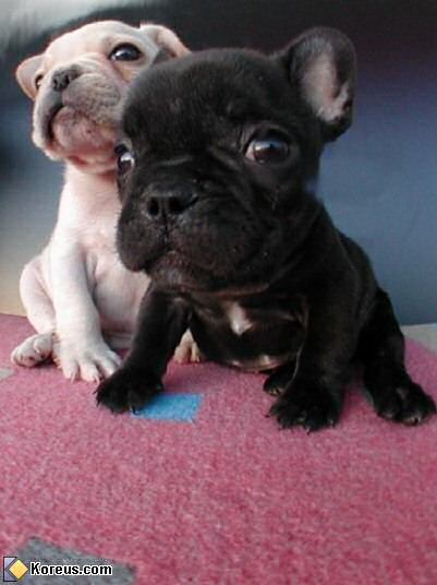 image chien acheter bebe chiot