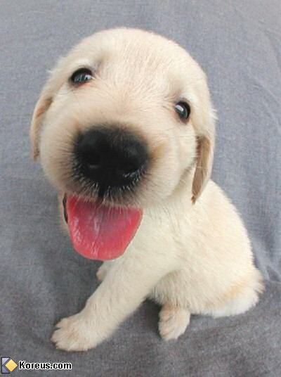 image chien acheter bebe chiot