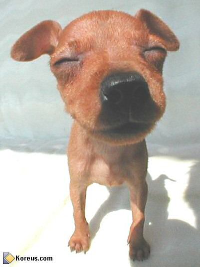 image chien acheter bebe chiot