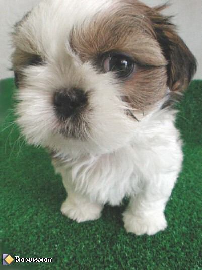 image chien acheter bebe chiot