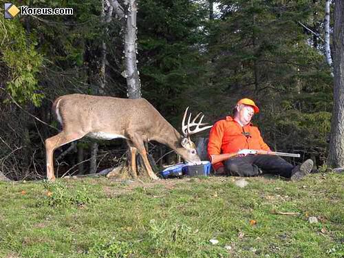 image insolite chasseur endormi dort pause kit kat avec cerf qui mange ses provisions