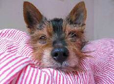 image chien koreus qui parle say mail message