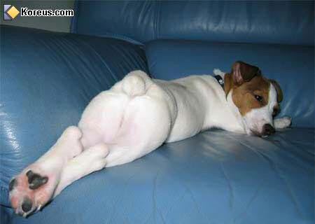 image cul du chien