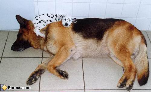 image chiot dalmatien dort sur chien berger allemand paillasson