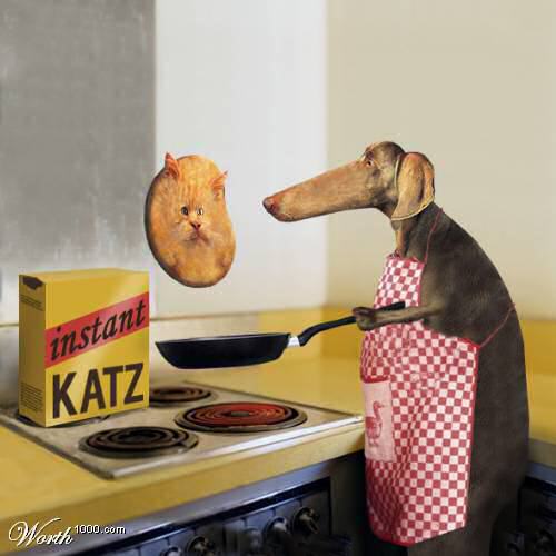 image insolite animal chien faisant un chat instantanee instant katz