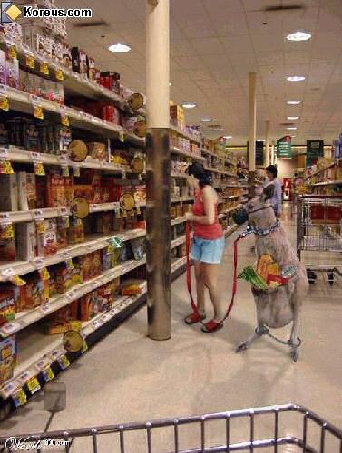 image drole nature animaux kangourou caddie course provisions dans poche