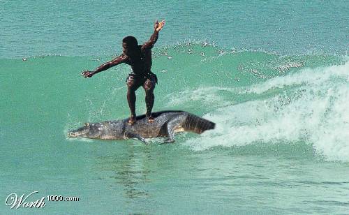 image monture insolite worth1000.com planche de surf crocodile aligator