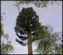 pps powerpoint humour insolite arbre antenne décoration 25m intégration décor