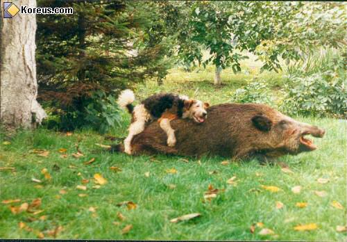 http://www.koreus.com/files/200406/chien_sanglier.jpg