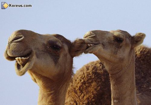 image couple de dromadaires sourir animaux humour insolite