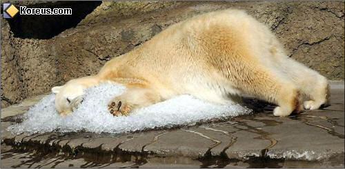 image ours polaire dort la tete daans la glace animaux humour insolite