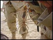 image araignée du désert camel spider humour insolite