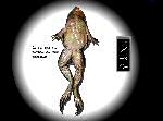 flash virtual dissection grenouille frog humour insolite