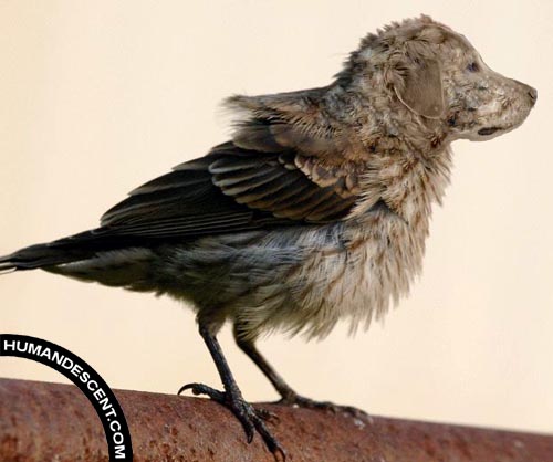 image human descent animaux humain génétique humour insolite