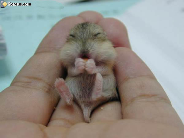 image mini hamster dans le creu de la main humour insolite