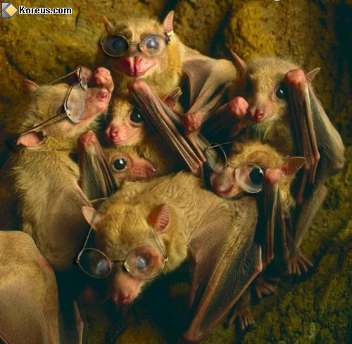 image rigolo chauve-souris lunettes humour insolite