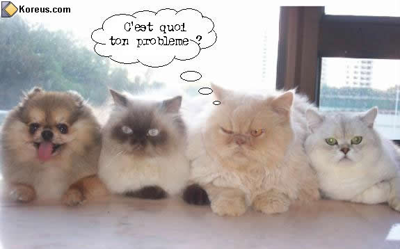 image rigolo chat chien cherchez intrus humour insolite