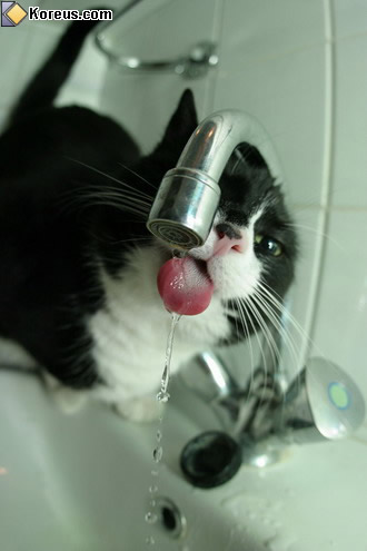 image rigolo chat boit eau robinet humour insolite