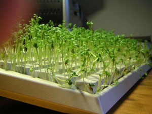 image herbe plante dans clavier vacherie blague au boulot bureau humour insolite