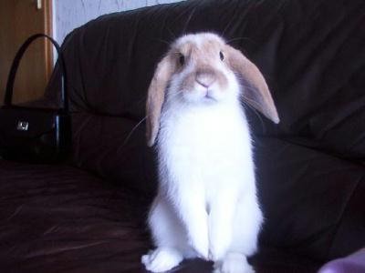 rançon sauvez le lapin bernd million euro fin année