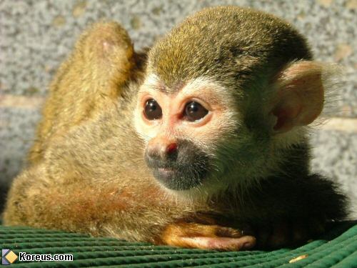 image petit singe animal animaux humour insolite
