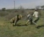 vidéo chasse au lion attaque chasseur blessé