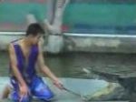 vidéo crocodile mord dresseur bras