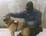 vidéo chien policier entrainement attaque gign