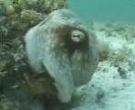 vidéo pieuvre octopus camouflage